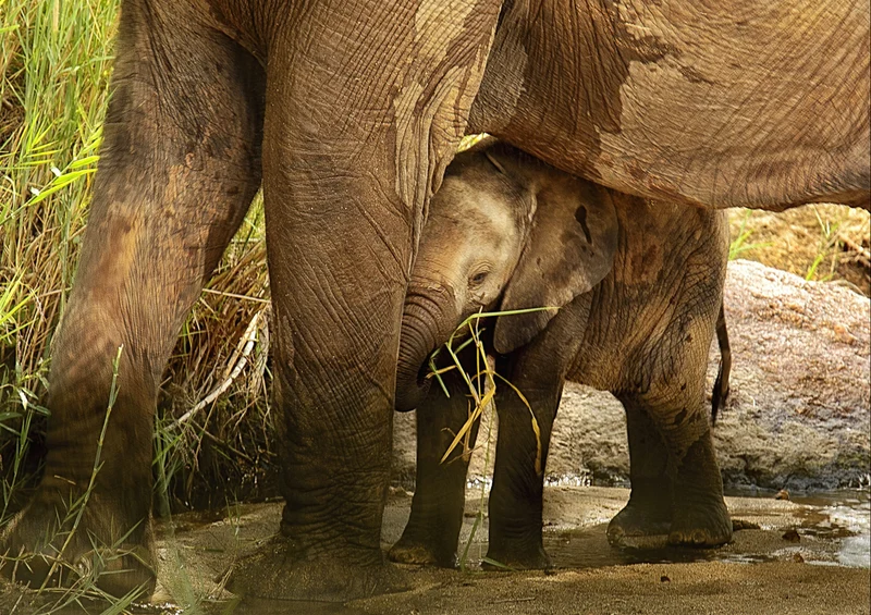 85687 Natur - Elefant Puzzle