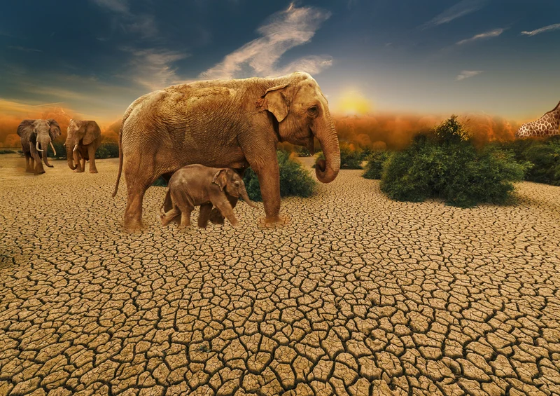 85691 Hintergründe - Afrika Puzzle