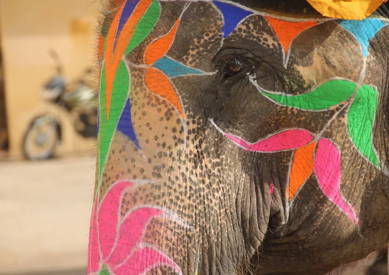 85694 Natur - Elefant Puzzle