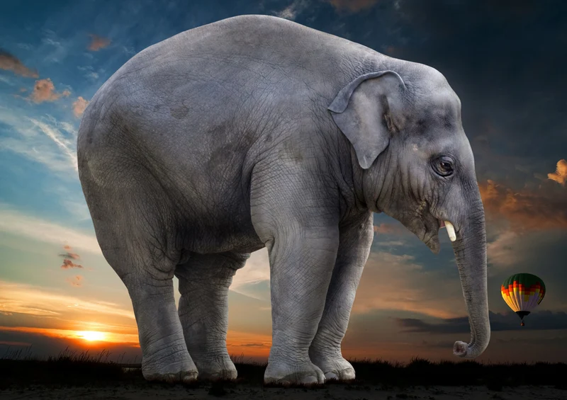 85697 Hintergründe - Elefant Puzzle