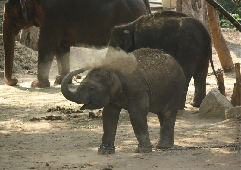 86215 Tierwelt - Elefant Puzzle