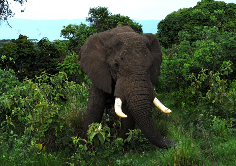 86236 Tierwelt - Elefant Puzzle