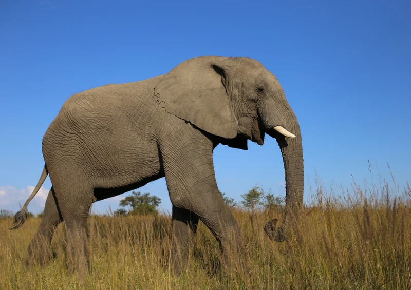 85010 Tierwelt - Afrikanischer Elefant Puzzle