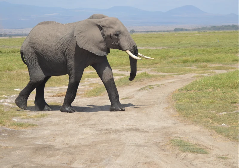 85573 Natur - Elefant Puzzle
