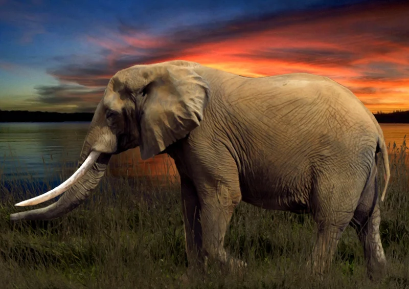 85013 Tierwelt - Elefant Puzzle