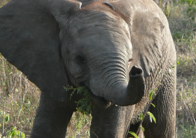 85016 Tierwelt - Elefant Puzzle
