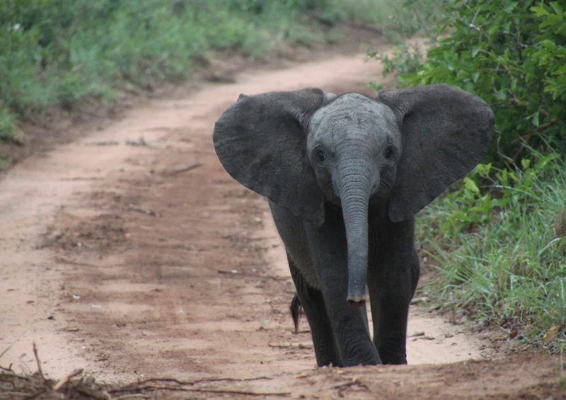 85582 Natur - Elefant Puzzle