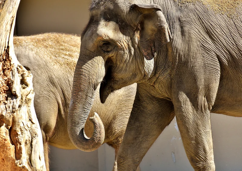 85585 Natur - Elefant Puzzle