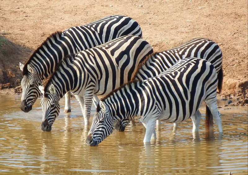 86997 Tierwelt - Zebra Puzzle
