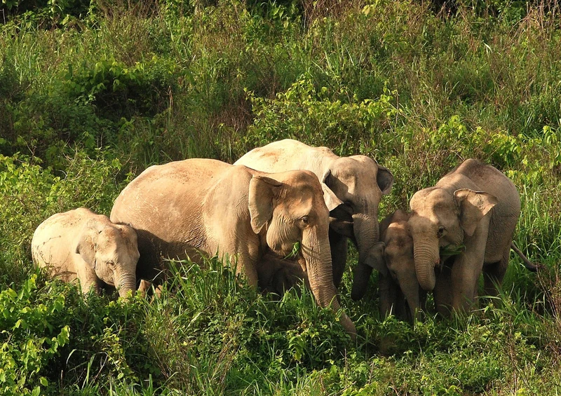 87003 Tierwelt - Elefantenfamilie Puzzle