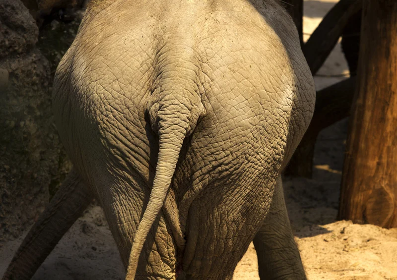 87011 Tierwelt - Elefant Puzzle