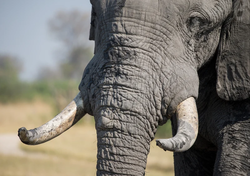 87024 Tierwelt - Elefant Puzzle