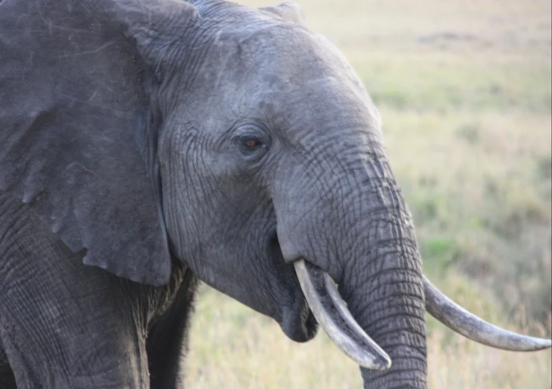 87031 Tierwelt - Elefant Puzzle