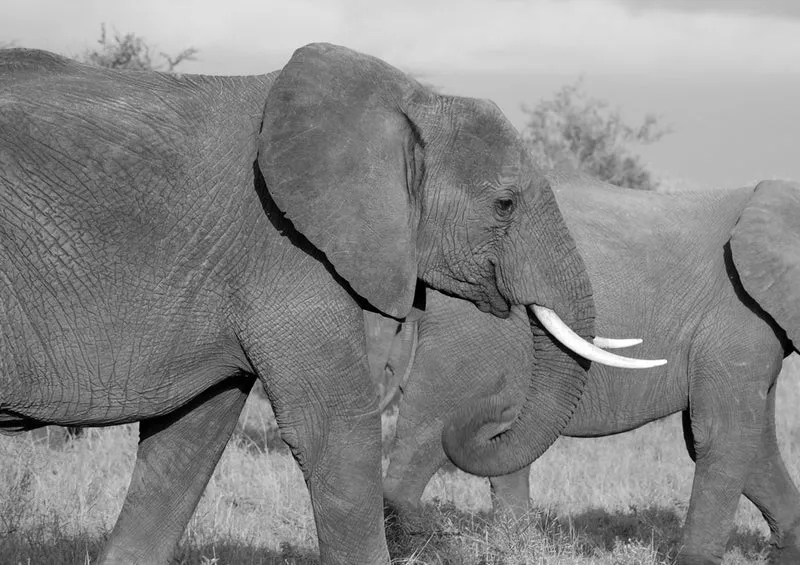 85704 Natur - Elefant Puzzle