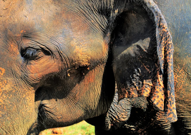 85716 Natur - Elefant Puzzle