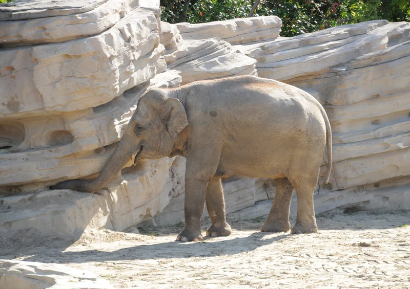 85724 Natur - Elefant Puzzle