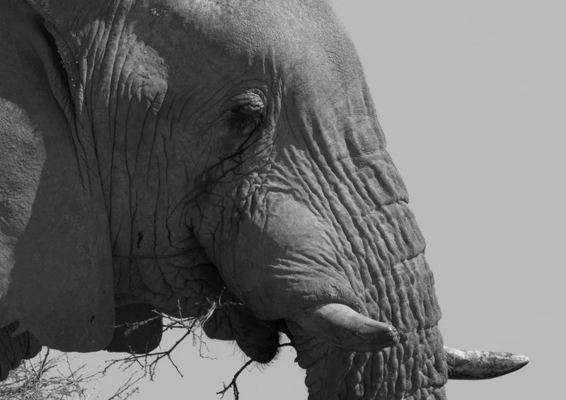 87250 Tierwelt - Elefant Puzzle
