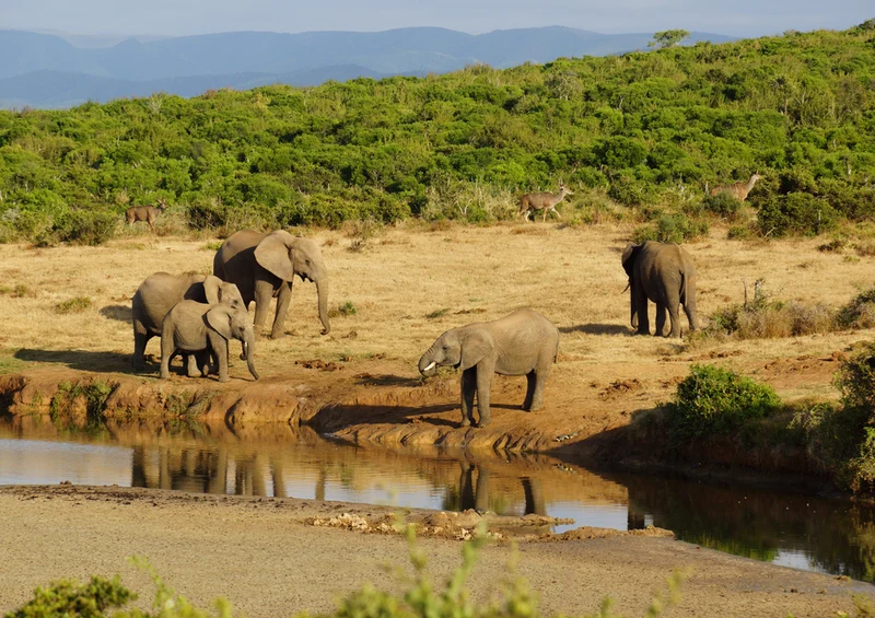 87253 Tierwelt - Elefant Puzzle