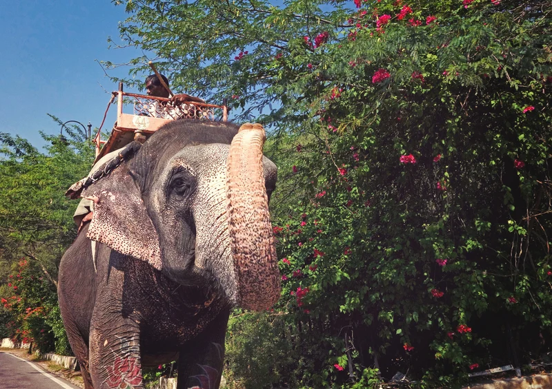 85785 Reisen - Elefant Puzzle