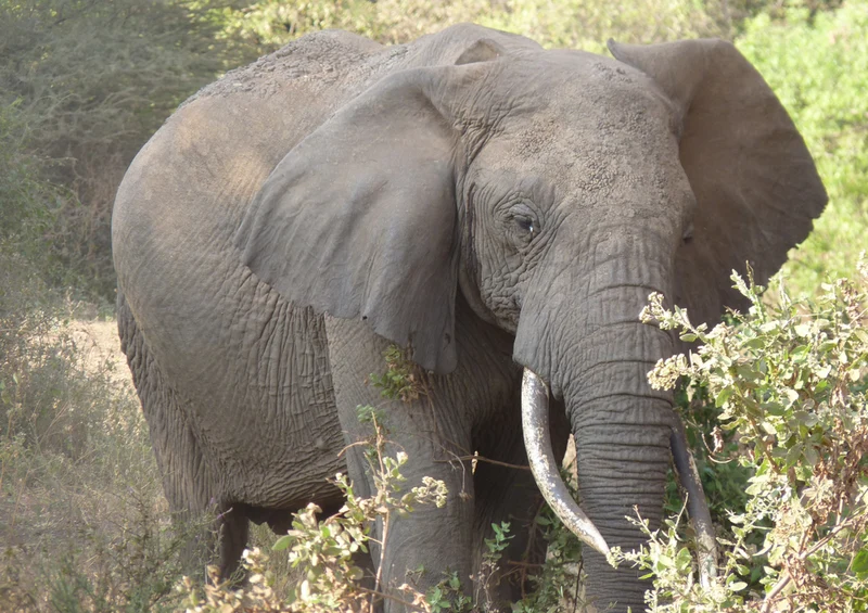 85807 Tierwelt - Elefant Puzzle