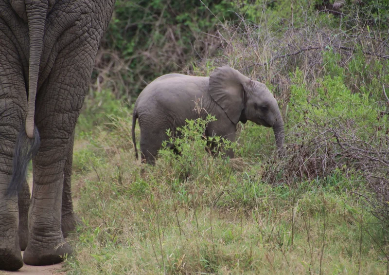 86565 Natur - Elefant Puzzle