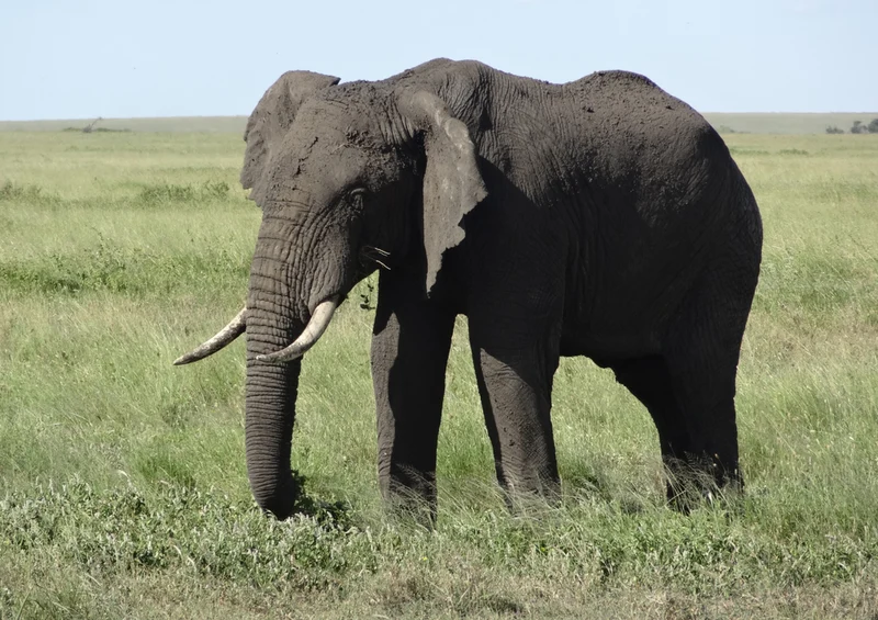 86605 Tierwelt - Elefant Puzzle