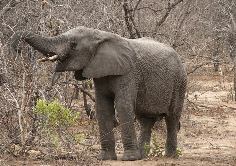 86616 Natur - Elefant Puzzle