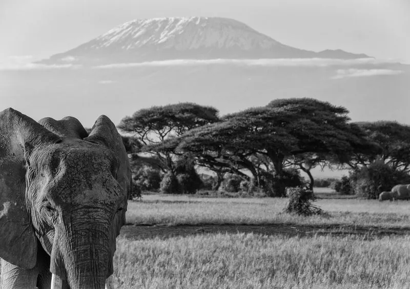 86303 Natur - Afrika Puzzle