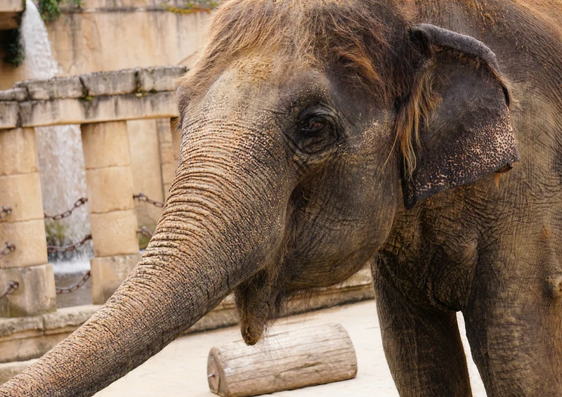 86000 Tierwelt - Elefant Puzzle