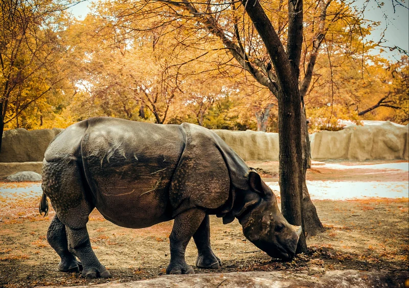 86003 Tierwelt - Nashorn Puzzle