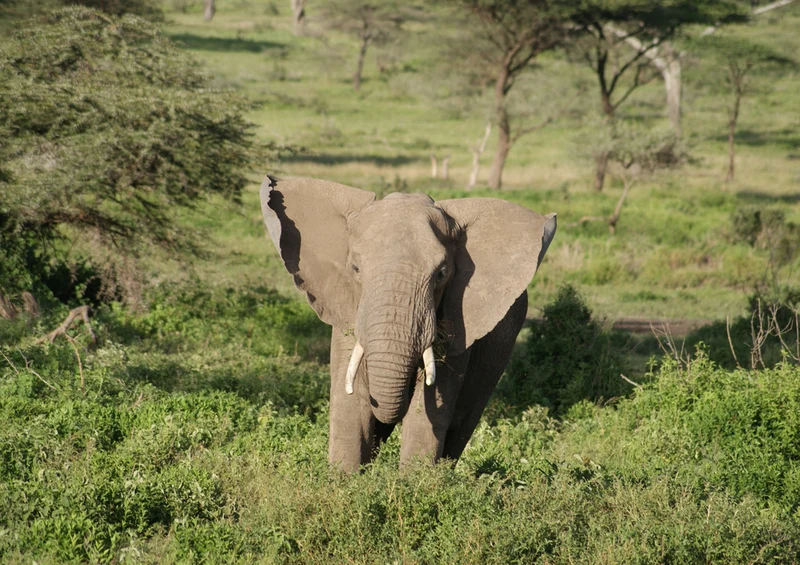 86014 Tierwelt - Elefant Puzzle