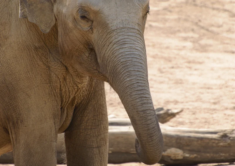 86017 Tierwelt - Elefant Puzzle