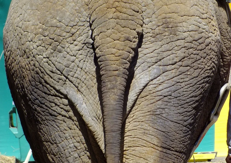 86025 Tierwelt - Elefant Puzzle