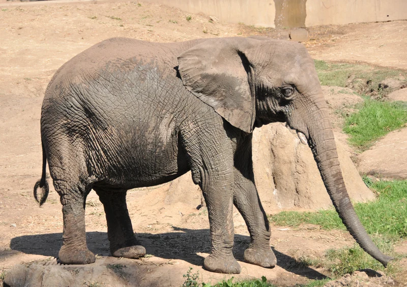 86032 Tierwelt - Elefant Puzzle