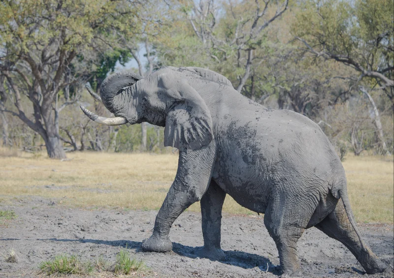 86707 Tierwelt - Elefant Puzzle