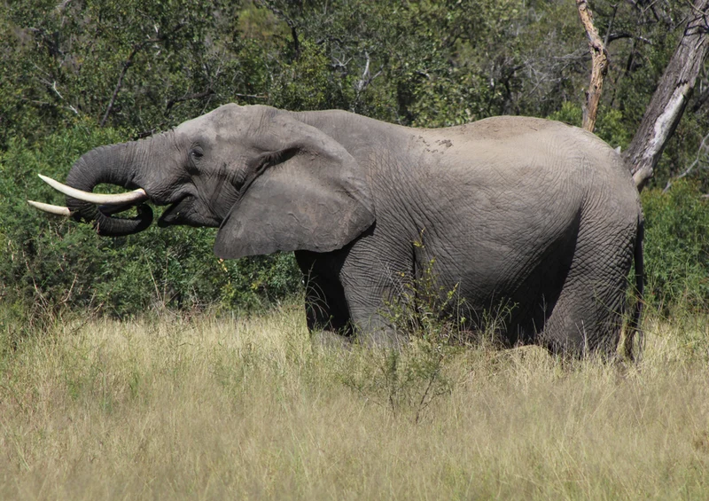 86717 Tierwelt - Elefant Puzzle