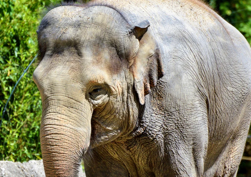 86721 Tierwelt - Elefant Puzzle