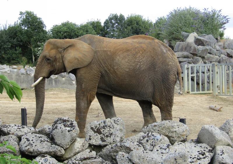 86730 Tierwelt - Elefant Puzzle