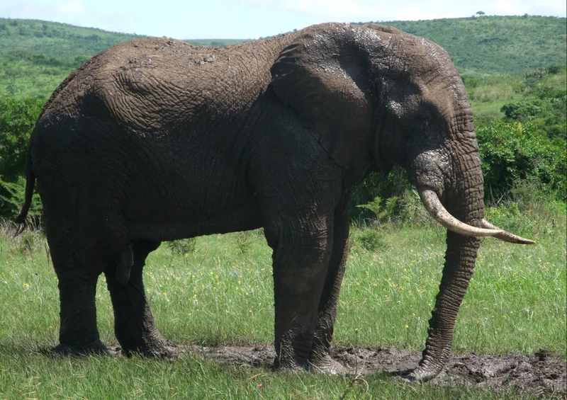 86767 Tierwelt - Elefant Puzzle