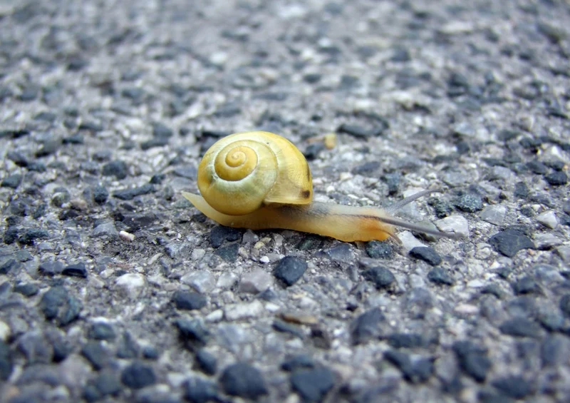 86639 Fortbewegung - Schnecke Puzzle
