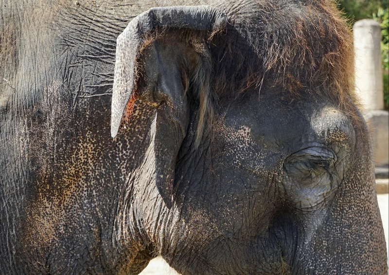 85811 Tierwelt - Elefant Puzzle