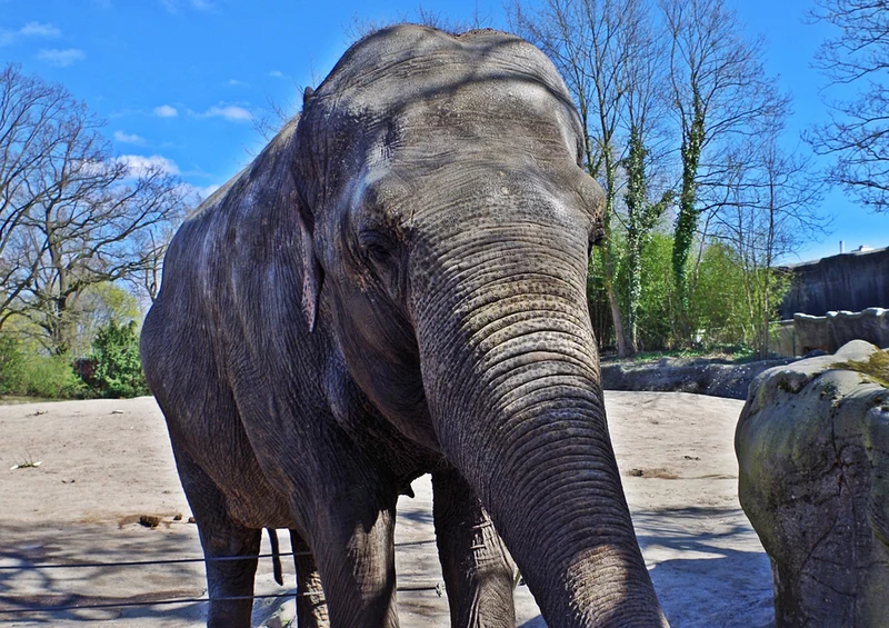 85814 Tierwelt - Elefant Puzzle