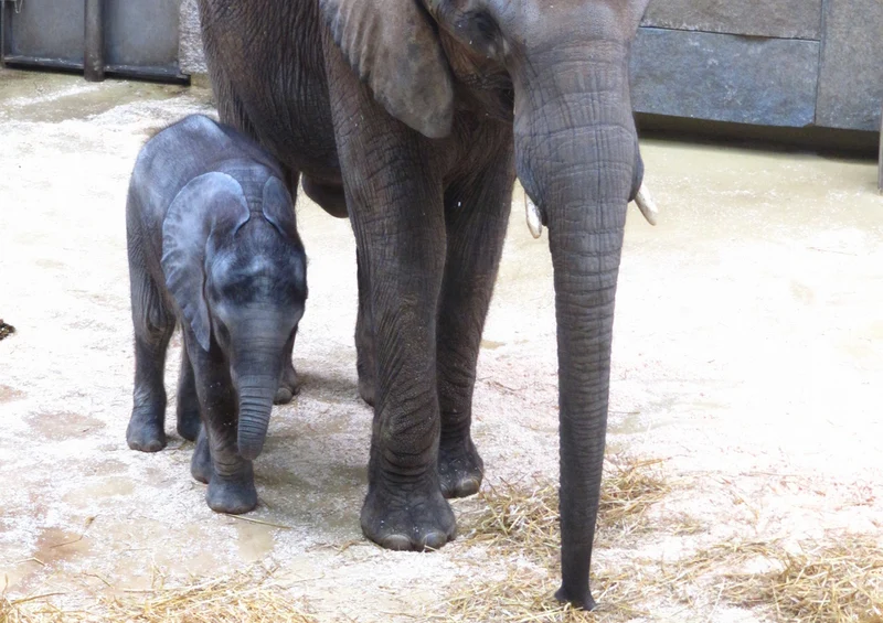85817 Tierwelt - Elefant Puzzle