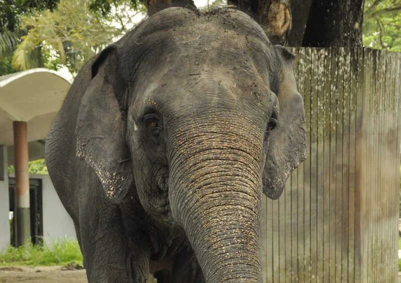 85820 Tierwelt - Elefant Puzzle