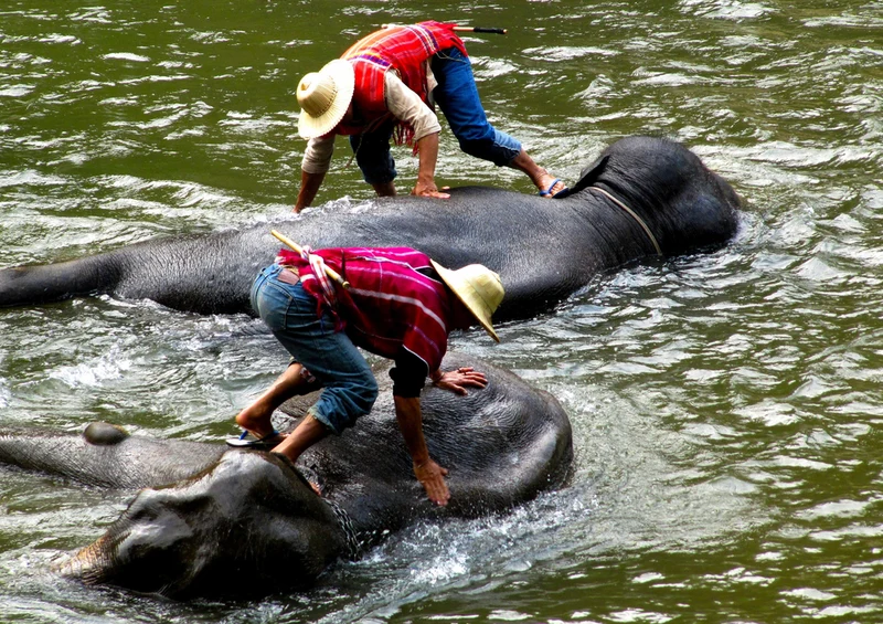 85821 Tierwelt - Elefant Puzzle