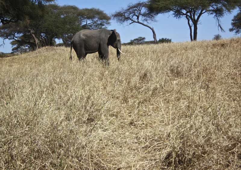 85825 Tierwelt - Elefant Puzzle