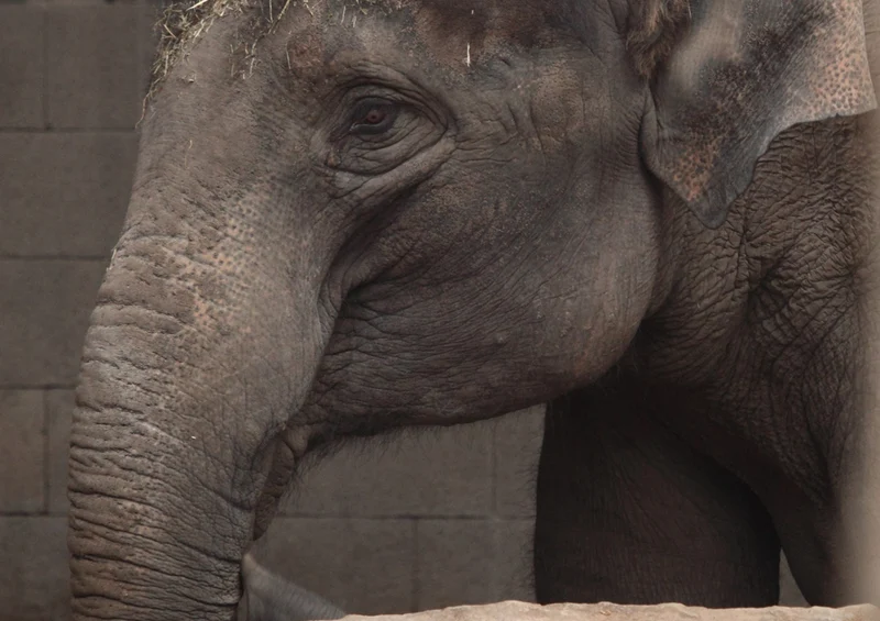 85828 Tierwelt - Elefant Puzzle