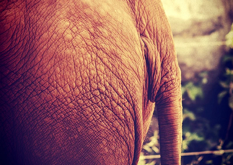 85830 Tierwelt - Elefant Puzzle