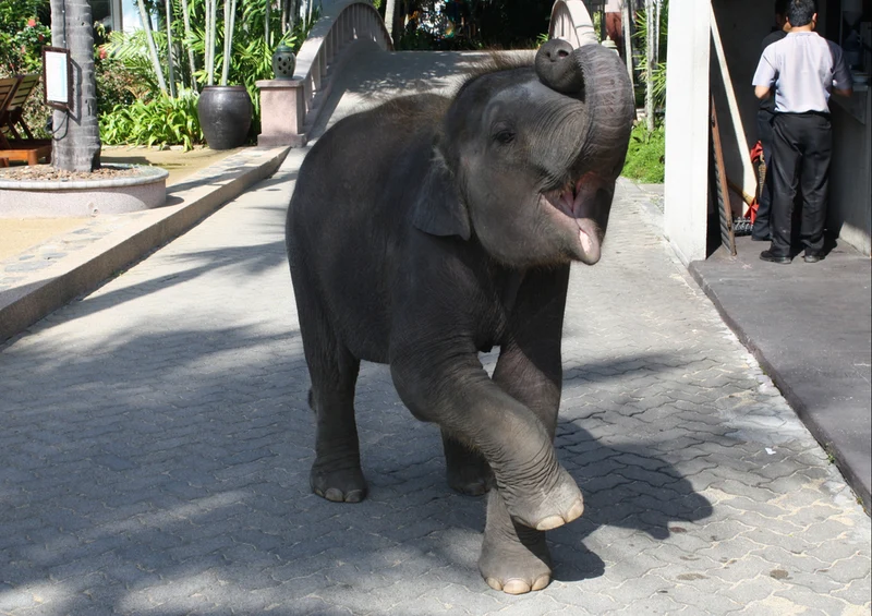 86314 Tierwelt - Elefant Puzzle