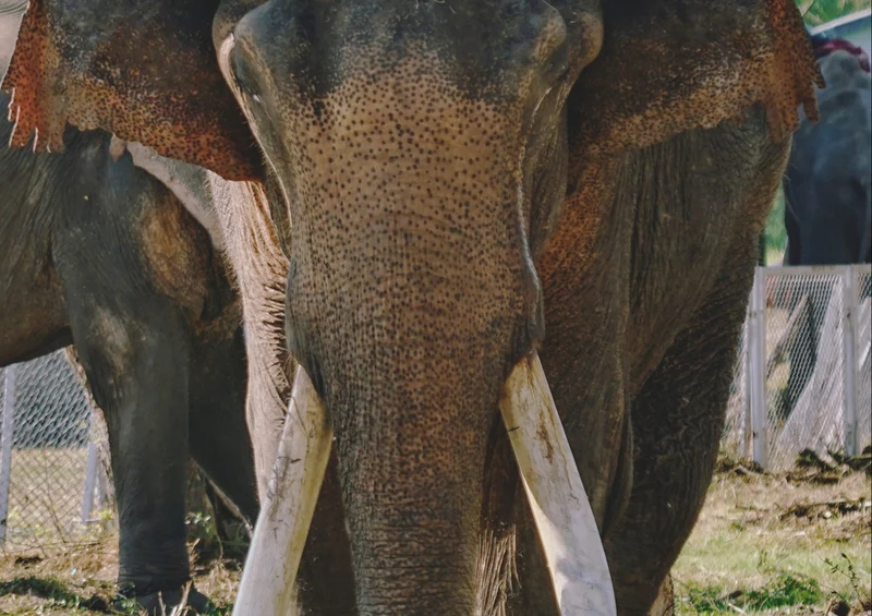 86330 Tierwelt - Elefant Puzzle